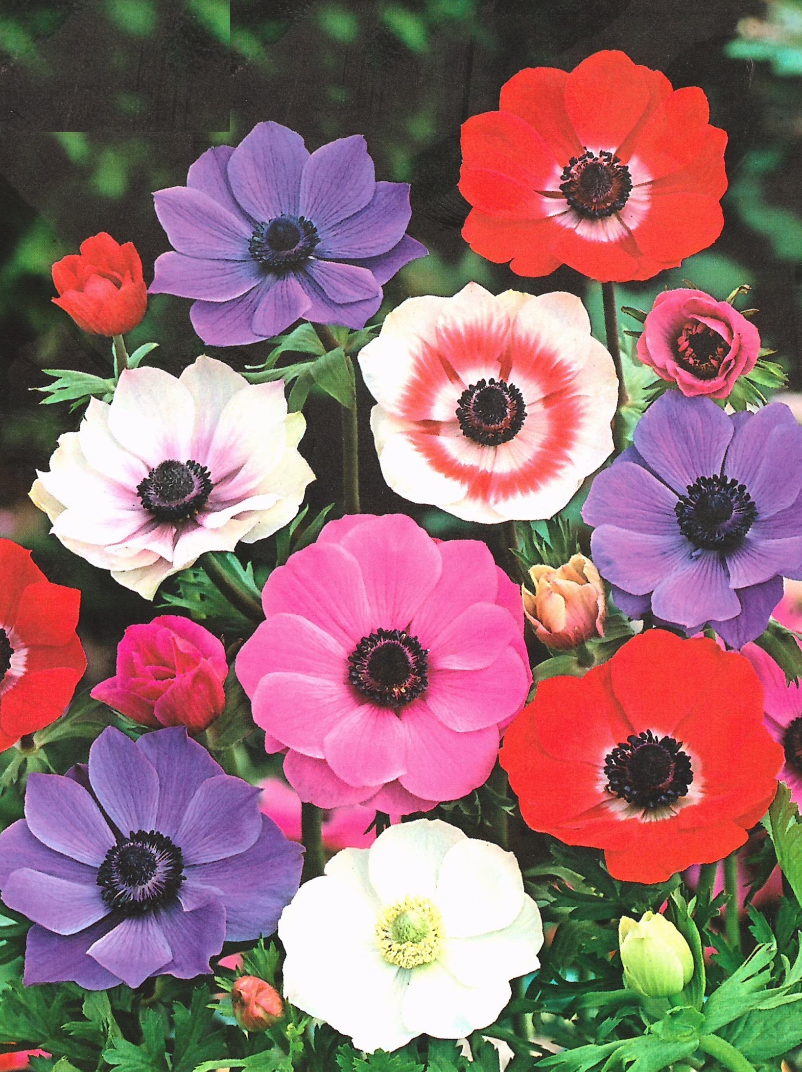 ANEMONE - sasanky - Lukon Glads s.r.o.