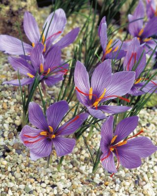 🍂 Podzimní krokusy – malé zázraky, které rozkvetou, když ostatní rostliny už odpočívají. 💜 Crocus sativus, speciosus,...